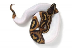 Python regius, piebald high white